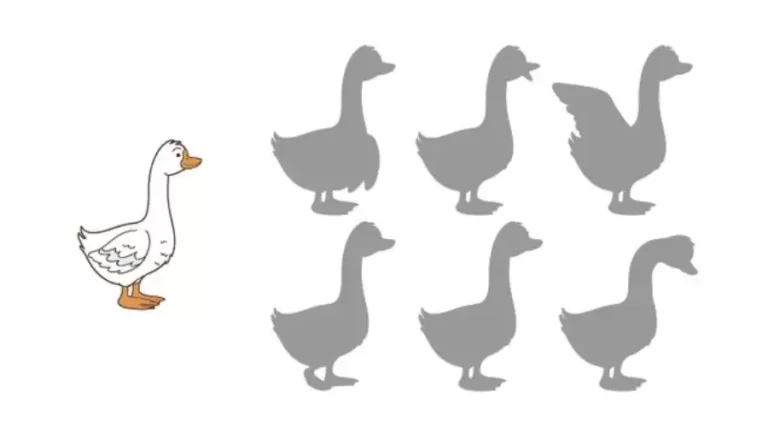 Brain Teaser Shadow Puzzle: Only Genius can Find the Correct Shadow of the Duck in 12 Seconds