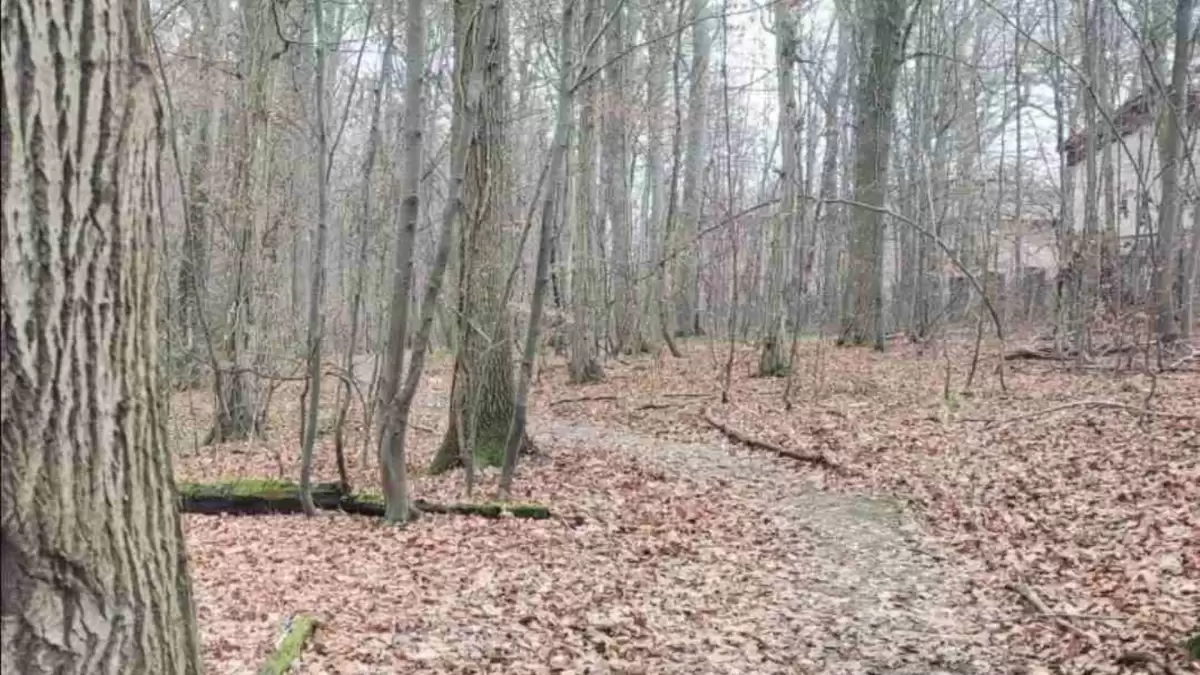 If you Have Sharp Eyes spot the hidden dog in the Forest in just 10 seconds
