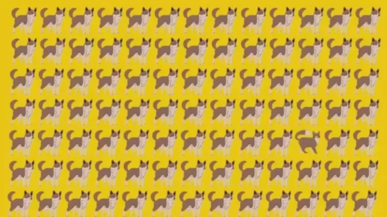 Can You Find The Cat Hiding Among These Dogs? Explanation And Solution To This Optical Illusion