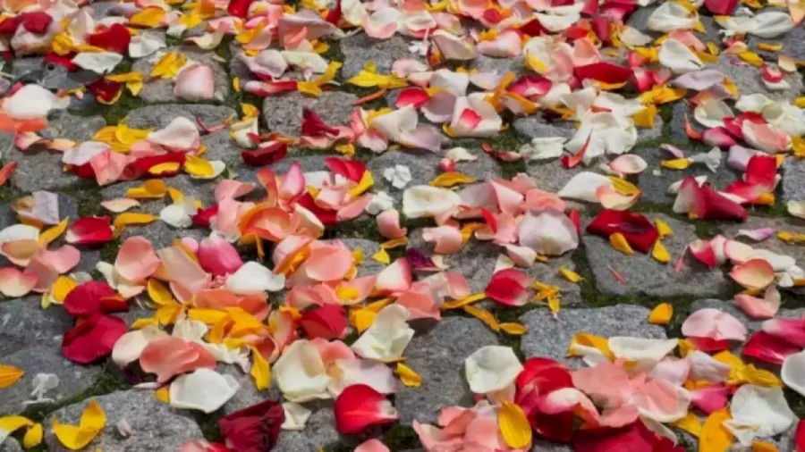Can You Locate The Hidden Toad Among These Rose Petals Within 16 Seconds? Explanation And Solution To The Optical Illusion