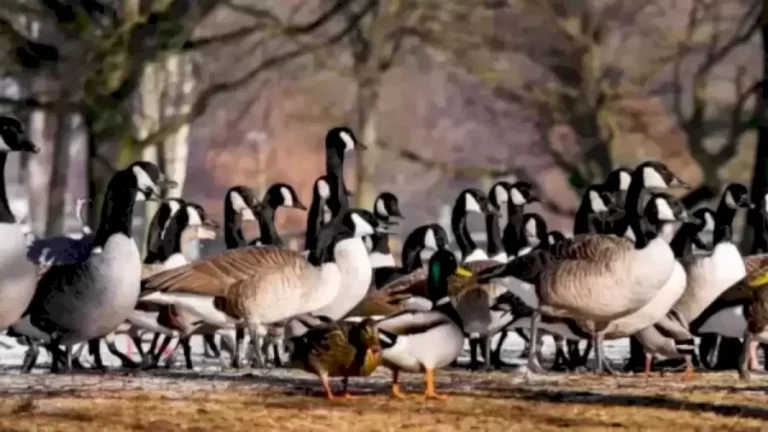 Optical Illusion: Can You Spot the Ostrich Among the Ducks in 12 Seconds?