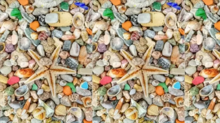 Optical Illusion: Find The Pearl Among These Pebbles and Starfish