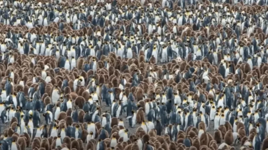 Optical Illusion IQ Test: Can You Find The Hidden Panda Among These Penguins Within 15 Seconds