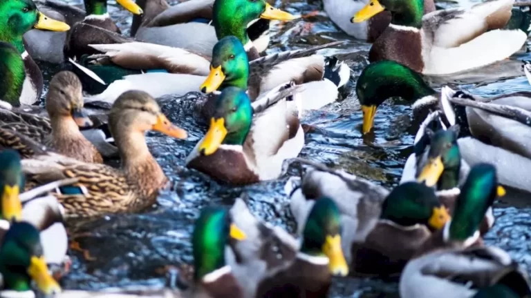 Can You Find the Hidden Crocodile Among the Ducks Within 12 Seconds? Explanation and Solution To The Hidden Crocodile Optical illusion
